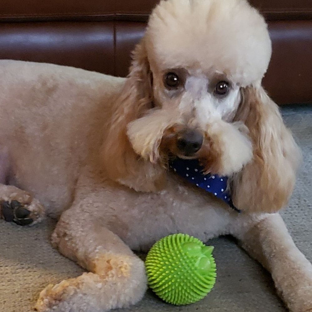 Wicked Clean Dog Mobile - Pet Groomers Near Me Wicked Clean Dog Mobile - Pet Groomers Near Me