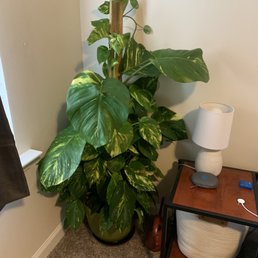 The plant I came home with. The plant I came home with.