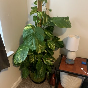 Gardener's Outpost - The plant I came home with. - Gardeners Near Me - Columbia, South Carolina Gardener's Outpost - The plant I came home with. - Gardeners Near Me - Columbia, South Carolina