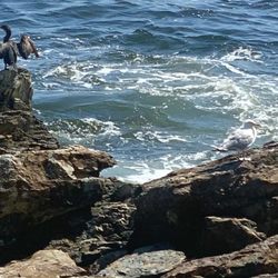 Maine Media Workshops + College - Rockport Harbor, Maine: Cormorant Drying Wings To Fly