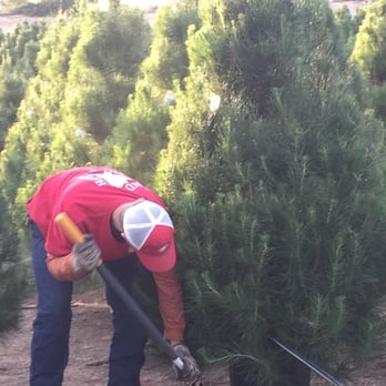 Sand Haven Pines - Christmas Trees Near Me - Perris, California Sand Haven Pines - Christmas Trees Near Me - Perris, California