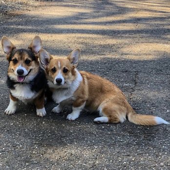 Off Leash K9 Training Sacramento - Hap & Brynn 5 month old Welsh Pembroke Corgi! - Pet Training Near Me - Sacramento, California Off Leash K9 Training Sacramento - Hap & Brynn 5 month old Welsh Pembroke Corgi! - Pet Training Near Me - Sacramento, California