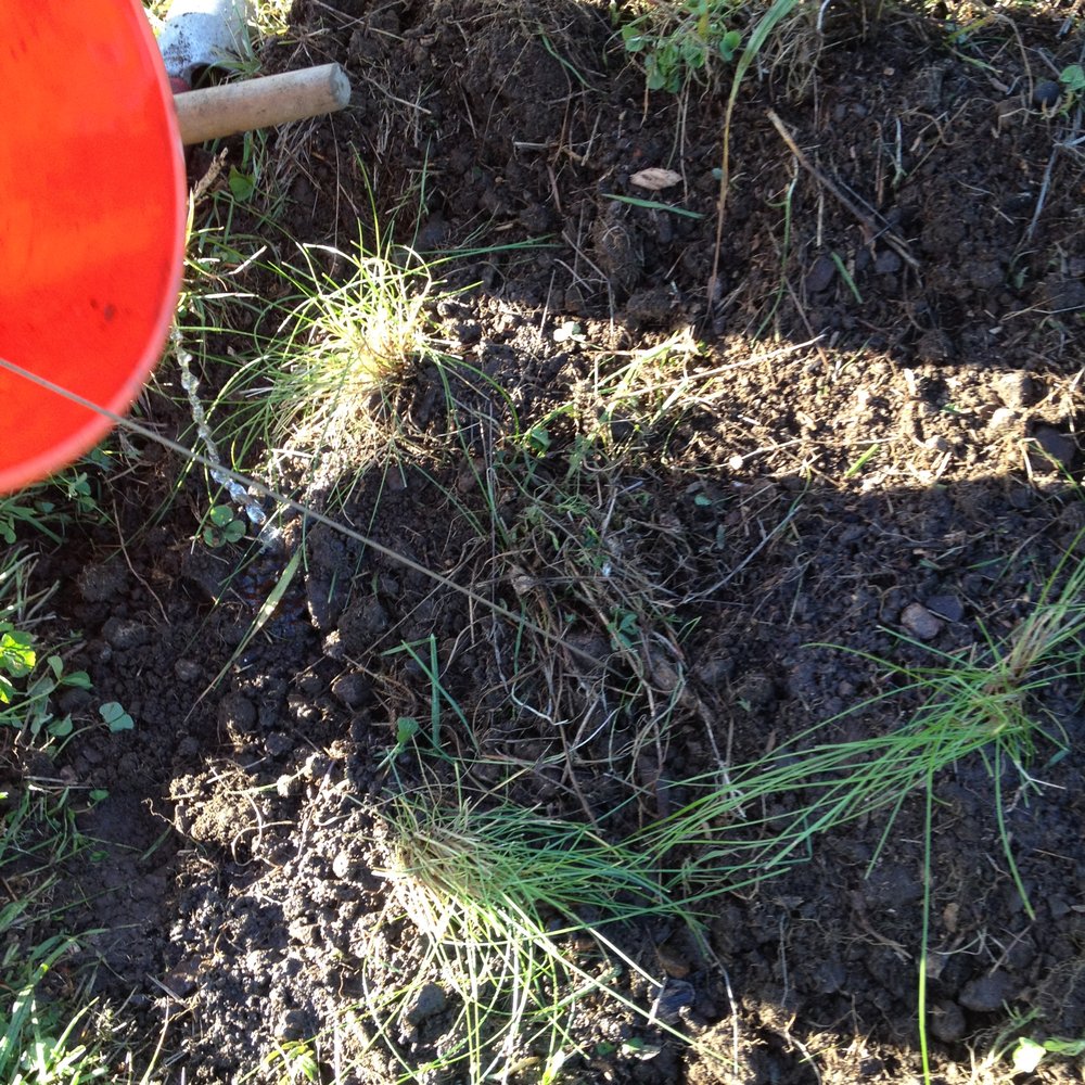 Save The Bay - All plants need water to live!! - Community Service/Non-Profit Near Me - Oakland, California