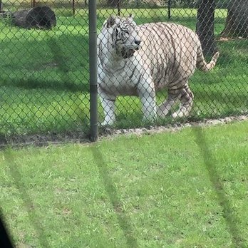 Great Adventure Safari - Zoos Near Me - Jackson, New Jersey Great Adventure Safari - Zoos Near Me - Jackson, New Jersey