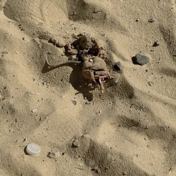 Guy Mason Recreation Center - Decomposing rat in sandbox! - Recreation Centers Near Me - Washington, DC, District of Columbia