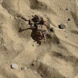 Guy Mason Recreation Center - Decomposing rat in sandbox!