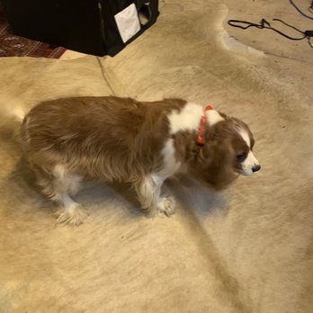 Hide & Hunter - A small, brown and white dog with a red collar is standing on a concrete floor in an indoor setting. - Leather Goods Near Me - Birmingham, Alabama