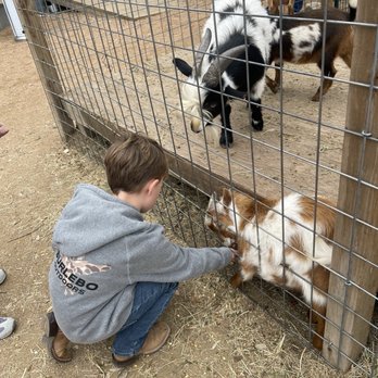 Screaming Goat Yard & Tap - Feeding the goats! - Coffee & Tea Near Me - Spring Branch, Texas Screaming Goat Yard & Tap - Feeding the goats! - Coffee & Tea Near Me - Spring Branch, Texas
