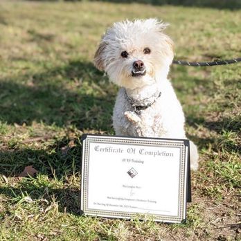 Avid K9 - Appa's graduation - Pet Training Near Me