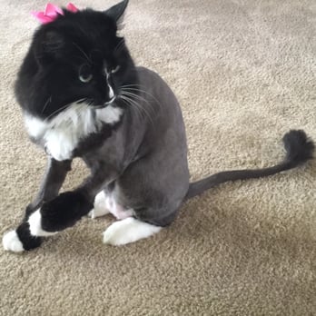Celebrity Paw Spa - Louie and her lion cut - Pet Groomers Near Me - Fullerton, California