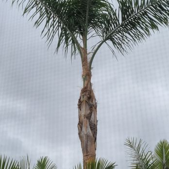 Al’s Tree Care - After picture - Tree Services Near Me Al’s Tree Care - After picture - Tree Services Near Me