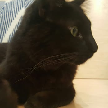 KitTea - Pet Adoption Near Me - San Francisco, California