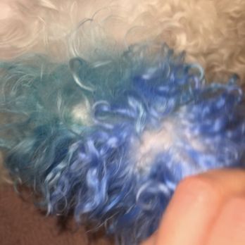 The Barker Lounge - Matting on my dog from neglecting to do the service i payed for. - Pet Groomers Near Me - Fort Myers, Florida The Barker Lounge - Matting on my dog from neglecting to do the service i payed for. - Pet Groomers Near Me - Fort Myers, Florida