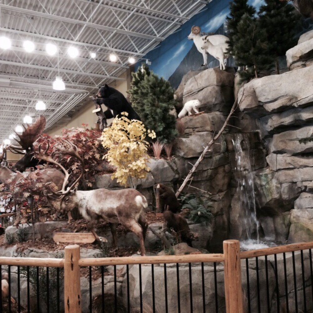 Cabela's - Back of store display - Outdoor Gear Near Me - Winnipeg, Manitoba Cabela's - Back of store display - Outdoor Gear Near Me - Winnipeg, Manitoba