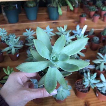 Plant Shop Chicago - Stunning and cute succulent that I took home. Fell in love the moment I saw her in the nursery - Nurseries & Gardening Near Me - Chicago, Illinois Plant Shop Chicago - Stunning and cute succulent that I took home. Fell in love the moment I saw her in the nursery - Nurseries & Gardening Near Me - Chicago, Illinois
