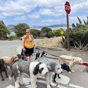 The Doog Walker - Blue skies! - Dog Walkers Near Me - Sausalito, California The Doog Walker - Blue skies! - Dog Walkers Near Me - Sausalito, California