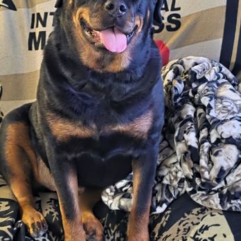 Dog's Day Inn - Daisy ( Rottweiler) after her stay at Dogs Day Inn Apple Valley - Pet Sitting Near Me - Apple Valley, California Dog's Day Inn - Daisy ( Rottweiler) after her stay at Dogs Day Inn Apple Valley - Pet Sitting Near Me - Apple Valley, California