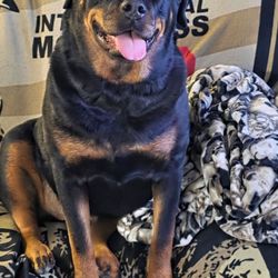 Dog's Day Inn