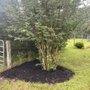 Photo of Tree Amigos Landscaping