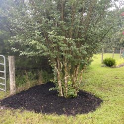 Tree Amigos Landscaping - Clean up