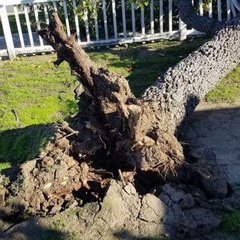 Celis Tree Service - Tree Services Near Me