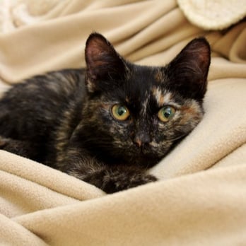Anti-Cruelty - Penelope - adopted from the Anti-Cruelty-Society - Animal Shelters Near Me - Chicago, Illinois Anti-Cruelty - Penelope - adopted from the Anti-Cruelty-Society - Animal Shelters Near Me - Chicago, Illinois