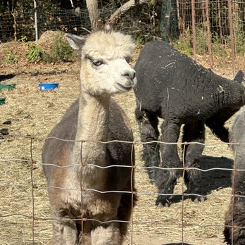 Red Barn Farm - Alpaca happy to see a visitor - Attraction Farms Near Me - Baiting Hollow, New York Red Barn Farm - Alpaca happy to see a visitor - Attraction Farms Near Me - Baiting Hollow, New York