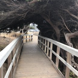 An Iconic Cypress Pine Shades Part of the Boardwalk