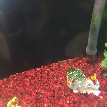 Los Gatos Pediatrics - Aquarium inside the office!  How cool is that? - Pediatricians Near Me - Los Gatos, California