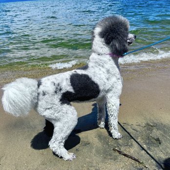 Pristine Paws - Pet Groomers Near Me - San Luis Obispo, California