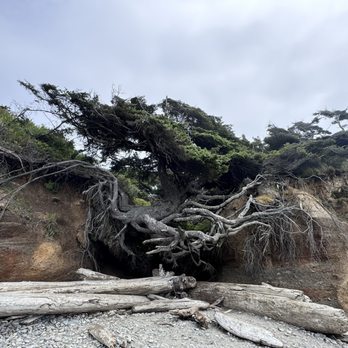 Tree Of Life - Landmarks & Historical Buildings Near Me - Forks, Washington Tree Of Life - Landmarks & Historical Buildings Near Me - Forks, Washington