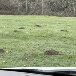 River Forks County Park - Wonder who's making the piles?