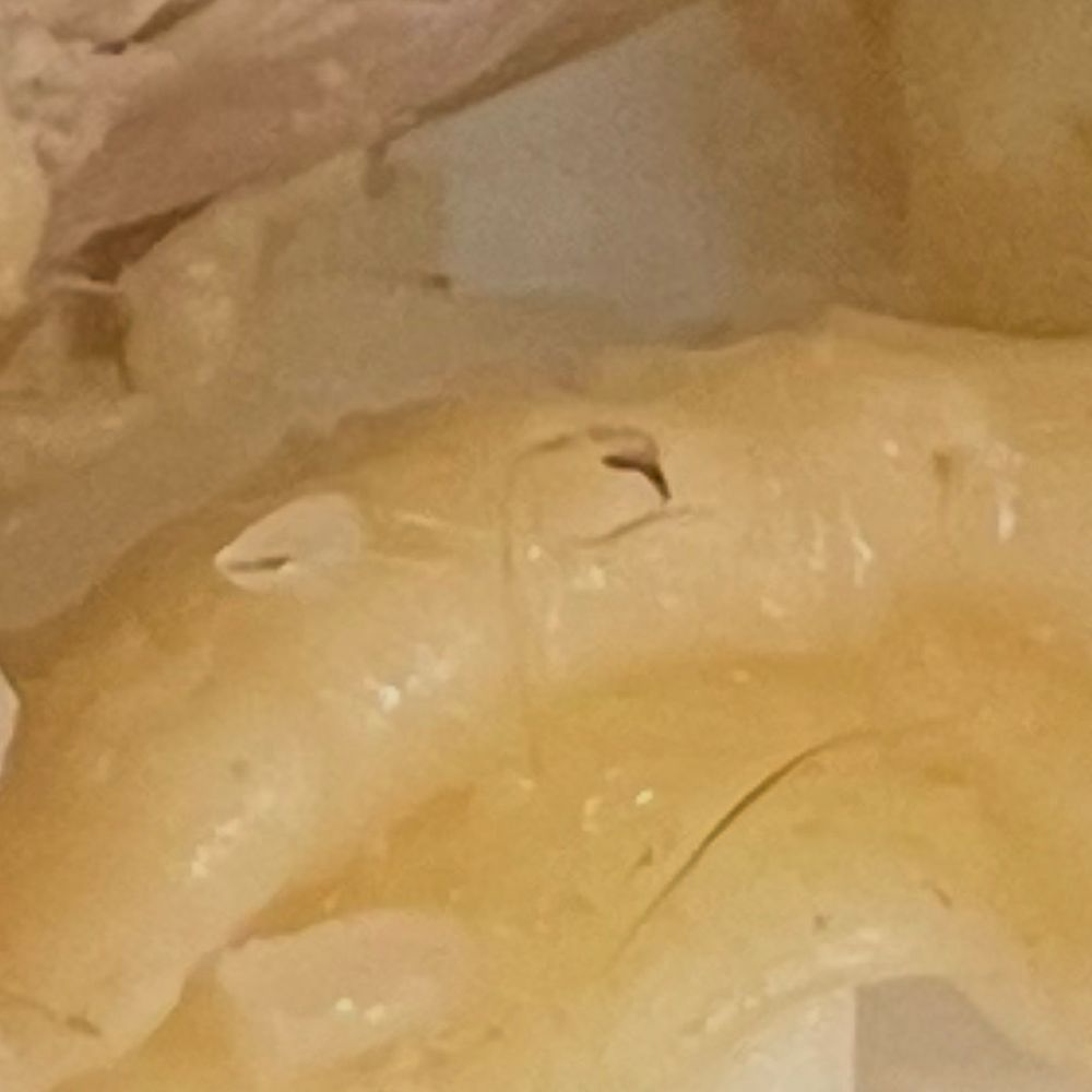 N Pho - Hair like strands on the chicken. - Vietnamese Near Me - San Jose, California N Pho - Hair like strands on the chicken. - Vietnamese Near Me - San Jose, California