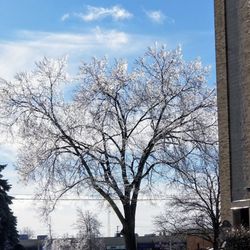 St Peter Church - Ice on the tree outside the side door towards Chambersburg Road 1/20/19