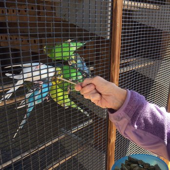 Rooster Cogburn Ostrich Ranch - Parakeets. - Petting Zoos Near Me - Picacho, Arizona