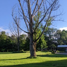 These are the two very tall, very dead trees we had cut down.