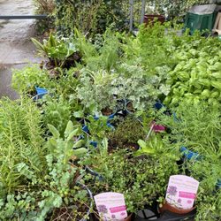 Rheinischer Bauernmarkt - Kräuter.  Für Rucola ist es noch zu früh.