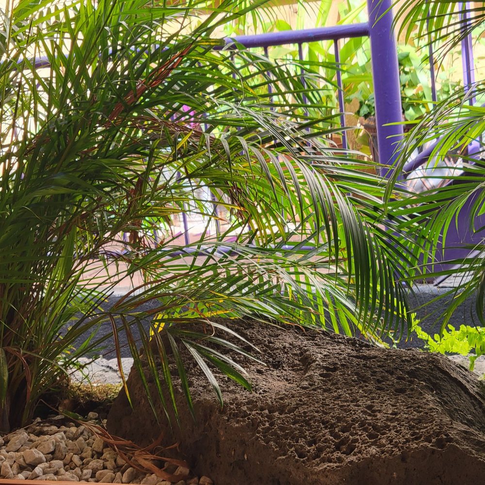 Japanese Restaurant Aki - Cute little hideaway with a nice rock/plant garden separation to building walkway - Japanese Near Me - Honolulu, Hawaii Japanese Restaurant Aki - Cute little hideaway with a nice rock/plant garden separation to building walkway - Japanese Near Me - Honolulu, Hawaii