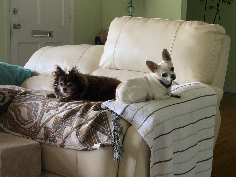 ORMOND BEACH FAMILY VET Updated September 2024 34 Photos & 24