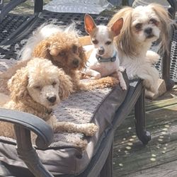 Lucky Chen - Waiting for their fair share of Chinese food from Lucky Chen