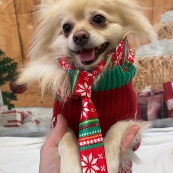 Camp Bow Wow Hicksville - My dog, Apollo, at Camp Bow Wow for Christmas 2025. - Pet Boarding Near Me - Hicksville, New York Camp Bow Wow Hicksville - My dog, Apollo, at Camp Bow Wow for Christmas 2025. - Pet Boarding Near Me - Hicksville, New York