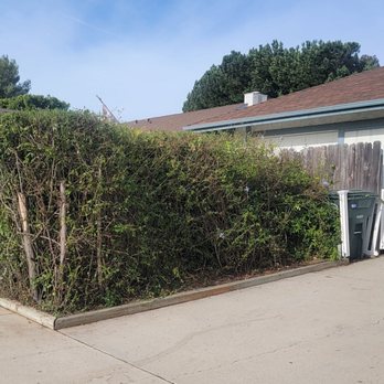 Jorge Salinas Tree Service - This is what my head look like before he started. - Tree Services Near Me - Ventura, California