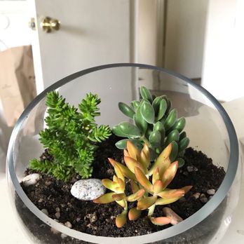 Michaels - 20$ glass terrarium from Michaels! So many cute n great selections - Arts & Crafts Near Me - Buena Park, California Michaels - 20$ glass terrarium from Michaels! So many cute n great selections - Arts & Crafts Near Me - Buena Park, California