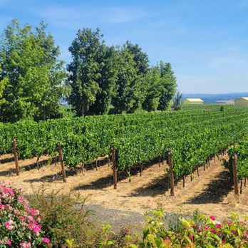 Bjornson Vineyard - A nice shot of the vineyard from the tasting room patio. - Wineries Near Me - Salem, Oregon Bjornson Vineyard - A nice shot of the vineyard from the tasting room patio. - Wineries Near Me - Salem, Oregon