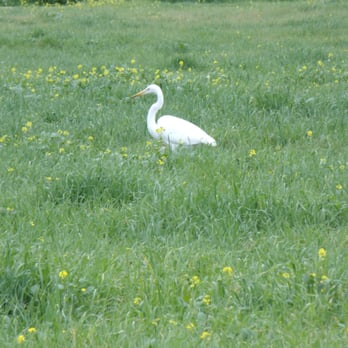 Ojai Valley Land Conservancy - Heron in field along trails - Parks Near Me - Ojai, California Ojai Valley Land Conservancy - Heron in field along trails - Parks Near Me - Ojai, California