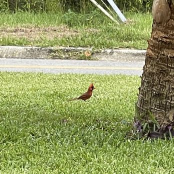 City of Ocala - Lots of Cardinals - Local Flavor Near Me