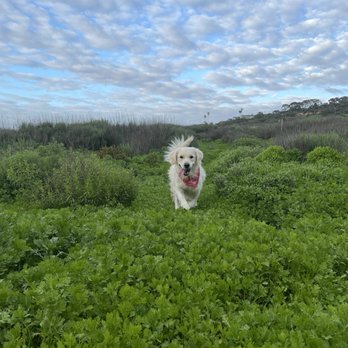 The Noble Dogs - Pet Training Near Me - San Diego, California The Noble Dogs - Pet Training Near Me - San Diego, California