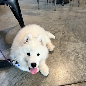 Spiteful Brewing Tap Room - Dog friendly!! - Breweries Near Me - Chicago, Illinois Spiteful Brewing Tap Room - Dog friendly!! - Breweries Near Me - Chicago, Illinois