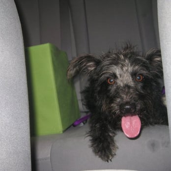 Houston SPCA - Going for a ride - Animal Shelters Near Me - Houston, Texas Houston SPCA - Going for a ride - Animal Shelters Near Me - Houston, Texas