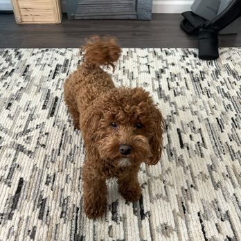 Bro Let's Go Dog Training - Paying attention to training. - Pet Training Near Me